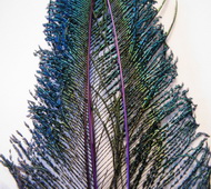 Peacock sword purple